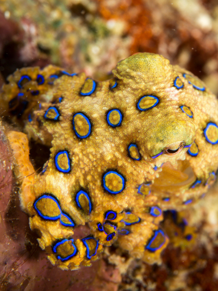 Blue-ringed Octopus Mask Strap Cover