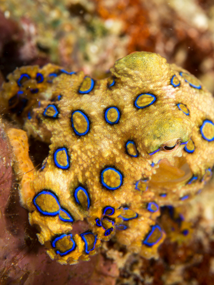 Blue-ringed Octopus Scrunchie