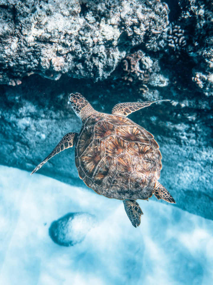 Sea Turtle Scrunchie
