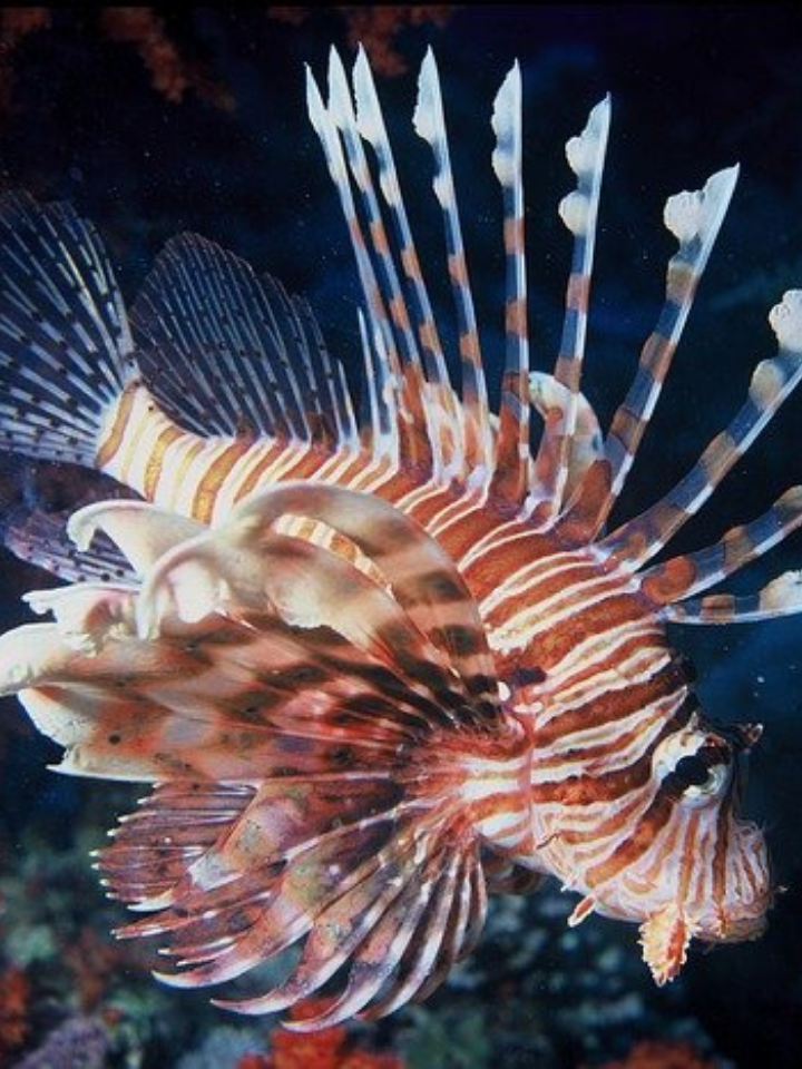Lionfish Scrunchie