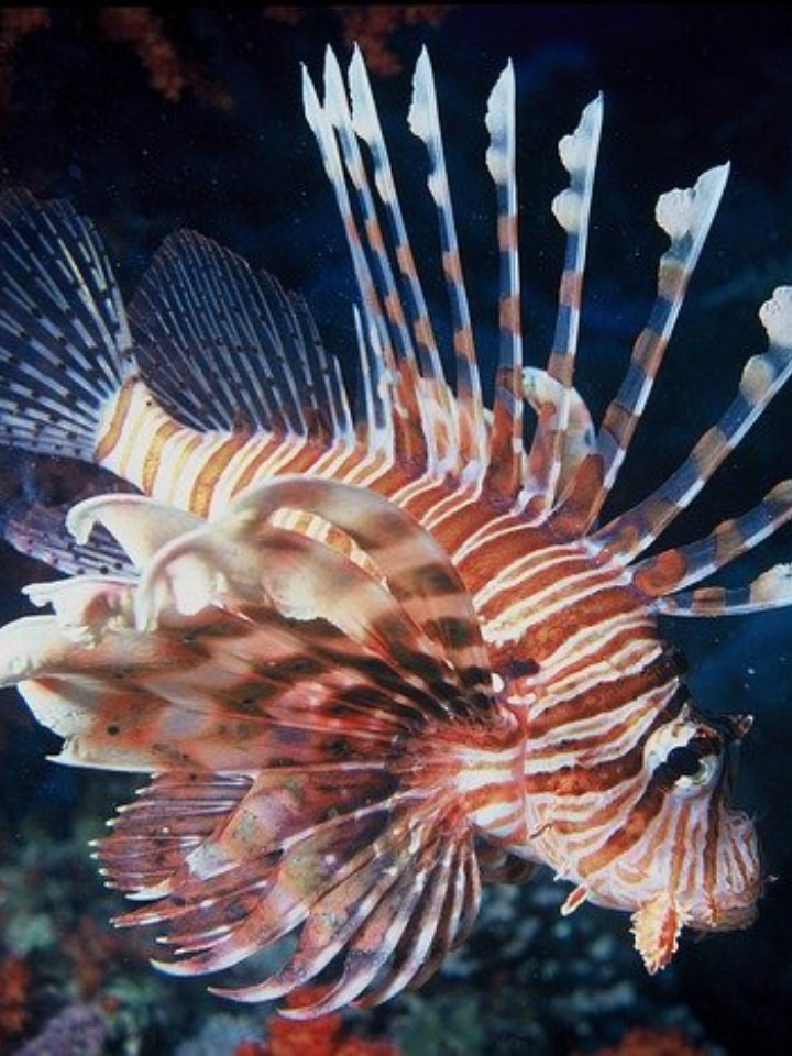 Lion Fish Dive Hair Set